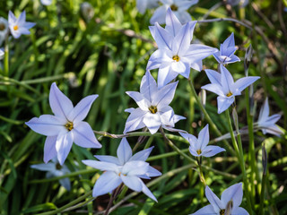 Spring flowering perennial plant Ipheion uniflorum in dappled light.
