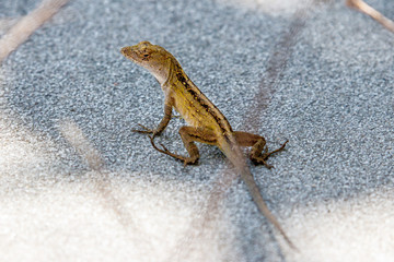 Eidechse beim SOnnenbad