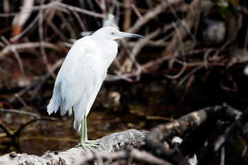Reiher in den Florida Everglades