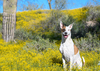Mixed breed dog posing during a super bloom of wildflowers