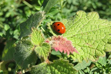 Fototapeta premium Ladybug on green leaf in the garden in spring, closeup