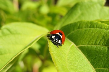 Ladybug resting on light green leaves in the garden, closeup