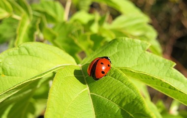 Ladybug on light green leaves in the garden, closeup 
