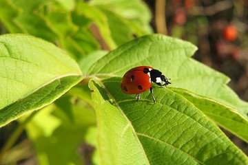 Ladybug on light green leafs in the garden, closeup