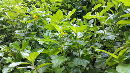 plant in the garden