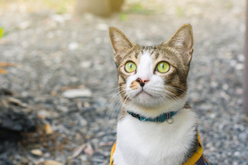 Thai cat playing on the field on blurred tree background
