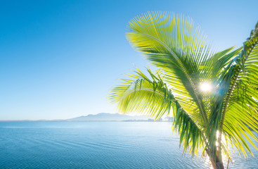 Paradise morning,  view towards sea through palm leaves