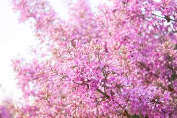 Pink lilac flower. Springtime