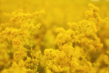 Yellow wildflowers in summer meadow. Selective focus.