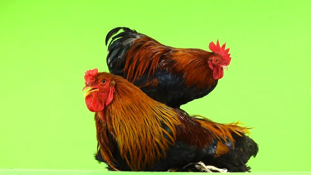 mali and big rooster, same age, on green screen