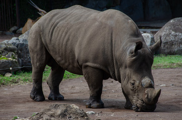 Naklejka premium 静岡県賀茂郡東伊豆町稲取にある伊豆アニマルキングダムのミナミシロサイです。
