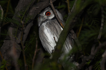 Südliche Weißgesichtseule (Ptilopsis granti) im Kgalagadi-Transfrontier-Nationalpark in Südafrika