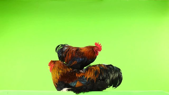 mali and big rooster, same age, on green screen