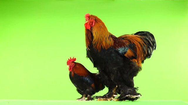 mali and big rooster, same age, on green screen