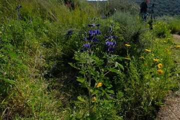 Lupins flowers in the garden