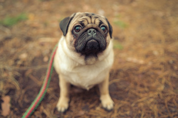 Cute pug dog sitting on ground. From above adorable pug dog sitting on ground in park and looking...