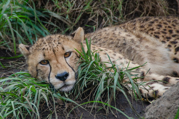 静岡県賀茂郡東伊豆町稲取にある伊豆アニマルキングダムのチーターです。