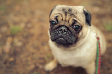 Fototapeta premium Cute pug dog sitting on ground. From above adorable pug dog sitting on ground in park and looking away