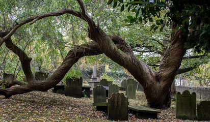 An ancient yew bends and curves, framing the memorial stones in an old graveyard