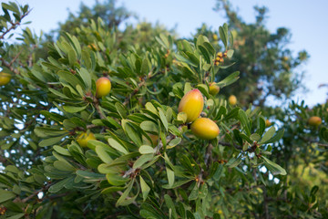 Arganbaum oder Arganie Marokko