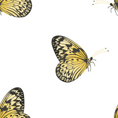 Fototapeta na wymiar Seamless pattern with butterfly on white background