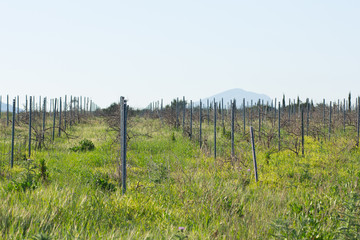 Obraz premium valley of vineyard