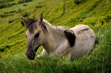 horse in the field
