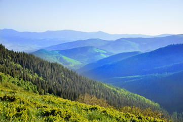 Fototapeta na wymiar forest on the top of the mountain