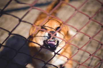 angry dog ​​behind the net