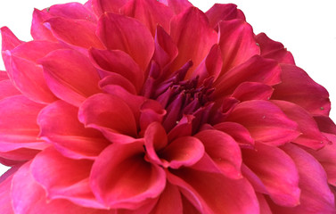 heart of a chriysanthemum flower