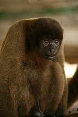 Obraz premium Talking brown monkey