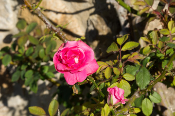 bush of rose with bloom flower