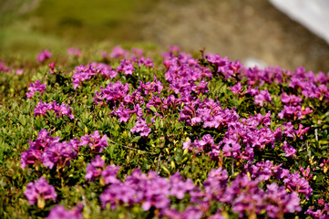 Naklejka premium purple flowers in the garden