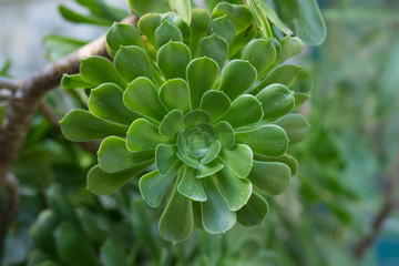 Rosette of leaves of Aeonium arboreum 