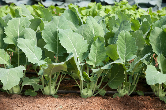 Growing of organic kohlrabi