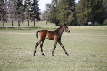 Fototapeta premium Young colt having fun in spring green field