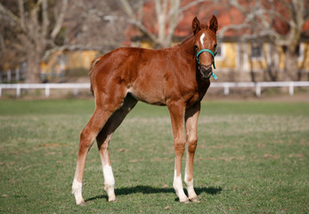 Young colt having fun in spring green field