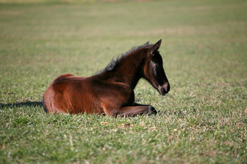 Young colt having fun in spring green field