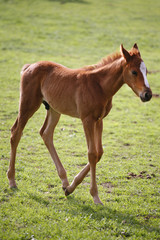 Young colt having fun in spring green field