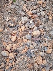 Closeup with stony rock background.