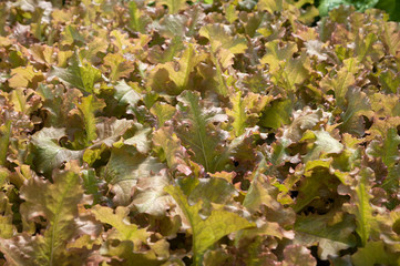 Growing organic hydroponic lettuce