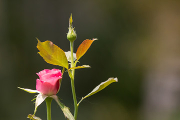 Pink  rose flower with green leaf