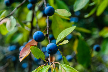 Berries of the blackthorn bush in forest on summer