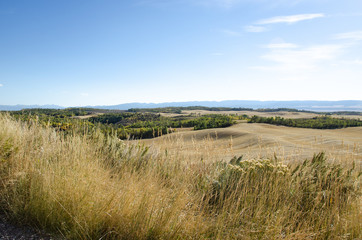 Wheat Meadow and Mountains