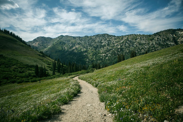 Fototapeta na wymiar Wasatch Mountain Range, Alta, Utah