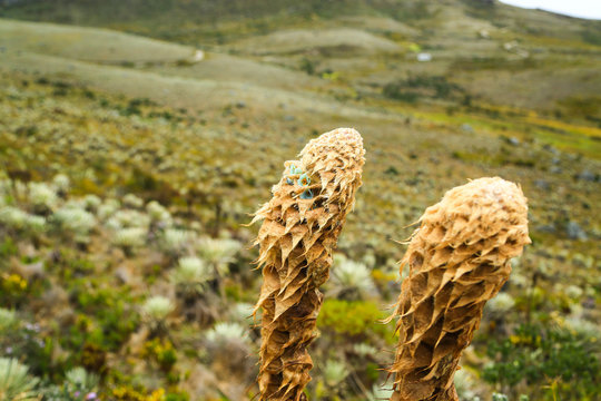 PARAMO DE SUMAPAZ-BOGOTA-COLOMBIA