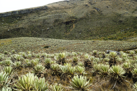 PARAMO DE SUMAPAZ-BOGOTA-COLOMBIA