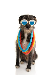 FASHION DOG READY FOR SUMMER VACATIONS HOLIDAYS AT THE BEACH WEARING VINTAGE SUNGLASSES AND HAWAII LEI. ISOLATED ON WHITE BACKGROUND.