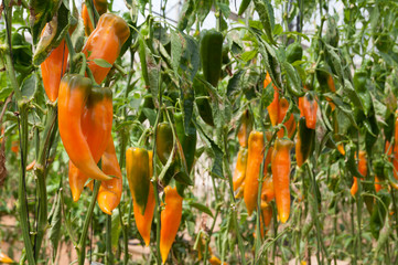 Organic sweet orange pepper, in greenhouse