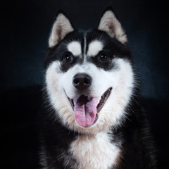 Portrait of a dog Siberian Husky in the studio